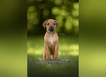Rhodesian Ridgeback Welpen mit FCI-Ahnentafel