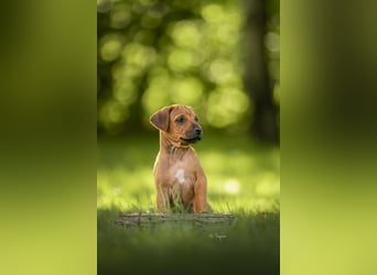 Rhodesian Ridgeback Welpen mit FCI-Ahnentafel