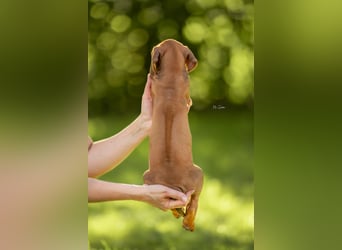 Rhodesian Ridgeback Welpen mit FCI-Ahnentafel