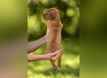 Rhodesian Ridgeback Welpen mit FCI-Ahnentafel