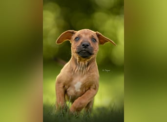Rhodesian Ridgeback Welpen mit FCI-Ahnentafel