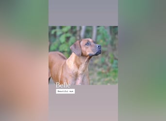 Rhodesian-Ridgeback-Welpen aus liebevoller, erfahrener Zucht