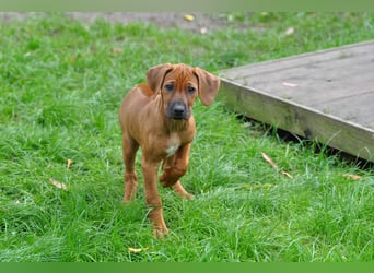 Rhodesian-Ridgeback-Welpen aus liebevoller, erfahrener Zucht