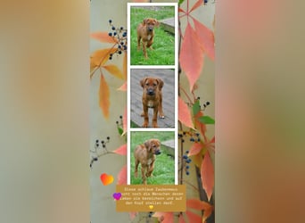 Rhodesian-Ridgeback-Welpen aus liebevoller, erfahrener Zucht