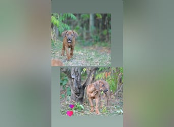 Rhodesian-Ridgeback-Welpen aus liebevoller, erfahrener Zucht