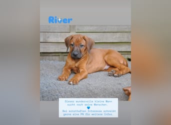 Rhodesian-Ridgeback-Welpen aus liebevoller, erfahrener Zucht