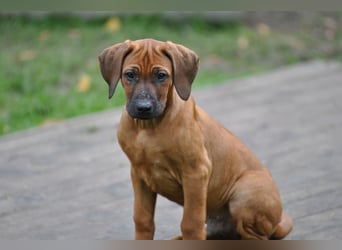Rhodesian-Ridgeback-Welpen aus liebevoller, erfahrener Zucht