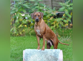 Rhodesian-Ridgeback-Welpen aus liebevoller, erfahrener Zucht