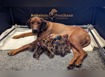 Rhodesian ridgeback puppies