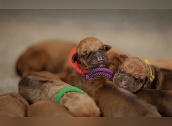 Rhodesian ridgeback puppies