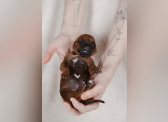 Rhodesian ridgeback puppies