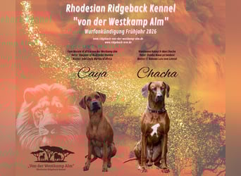 Rhodesian Ridgeback Welpen Abgabe Sommer 2026!