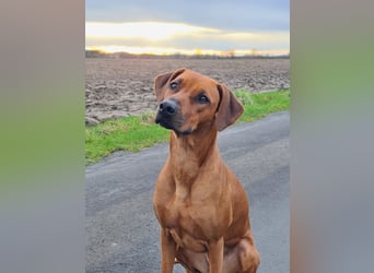 Rhodesian Ridgeback Welpen Abgabe Sommer 2026!