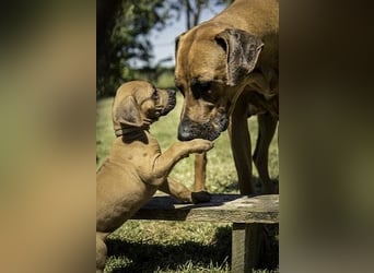 Rhodesian Ridgeback Welpen Abgabe Sommer 2026!