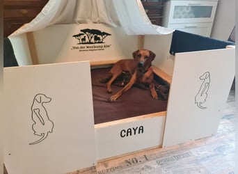 Rhodesian Ridgeback Welpen Abgabe Sommer 2026!