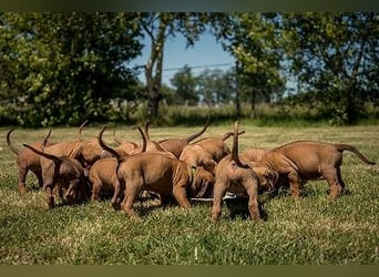 Rhodesian Ridgeback Welpen Abgabe Sommer 2026!