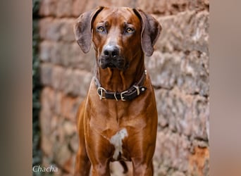 Rhodesian Ridgeback Welpen Abgabe Sommer 2026!