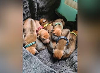 Rhodesian Ridgeback Welpen Abgabe Sommer 2026!