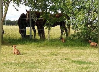 Rhodesian Ridgeback Welpen Abgabe Sommer 2026!