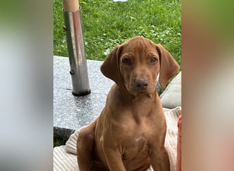 Rhodesian Ridgeback Welpen