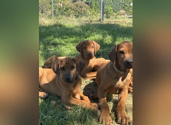Rhodesian Ridgeback Welpen
