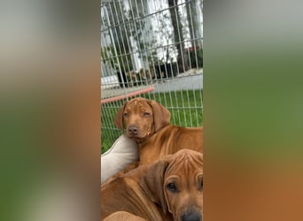 Rhodesian Ridgeback Welpen