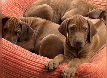 Rhodesian Ridgeback Welpen