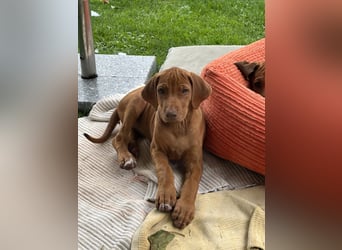 Rhodesian Ridgeback Welpen