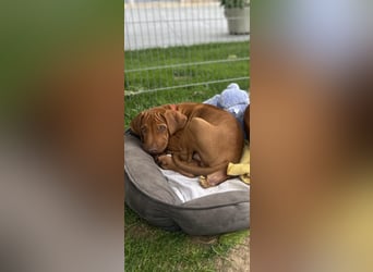 Rhodesian Ridgeback Welpen