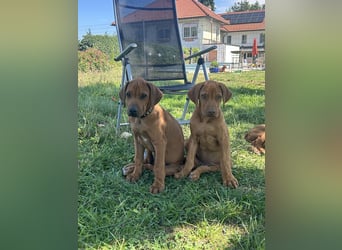 Rhodesian Ridgeback Welpen