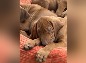Rhodesian Ridgeback Welpen