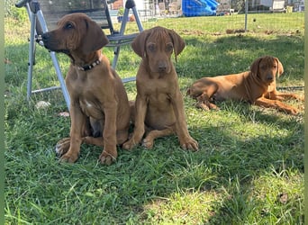 Rhodesian Ridgeback Welpen