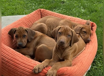 Rhodesian Ridgeback Welpen