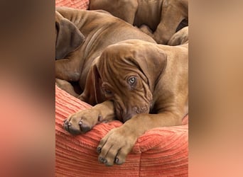 Rhodesian Ridgeback Welpen