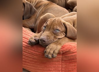 Rhodesian Ridgeback Welpen