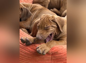 Rhodesian Ridgeback Welpen