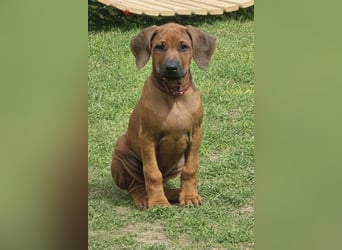 RR-Welpen mit FCI-Papieren