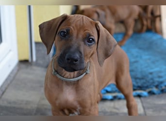 RR-Welpen mit FCI-Papieren