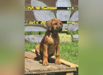 RR-Welpen mit FCI-Papieren