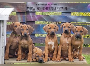 RR-Welpen mit FCI-Papieren