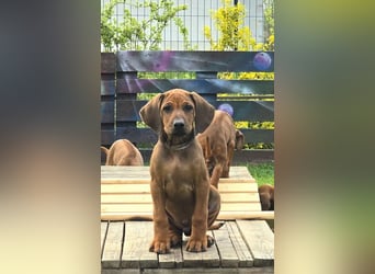 RR-Welpen mit FCI-Papieren