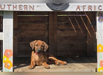 RR-Welpen mit FCI-Papieren