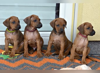 RR-Welpen mit FCI-Papieren