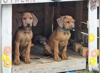 RR-Welpen mit FCI-Papieren
