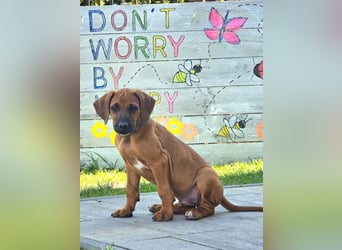 RR-Welpen mit FCI-Papieren