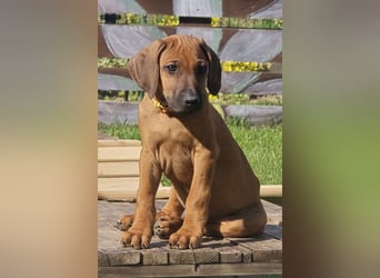 RR-Welpen mit FCI-Papieren