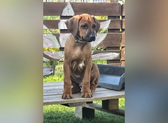 RR-Welpen mit FCI-Papieren