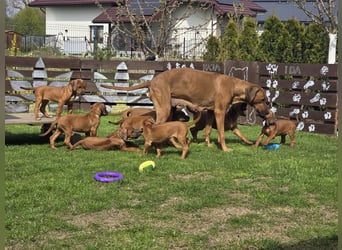 RR-Welpen mit FCI-Papieren
