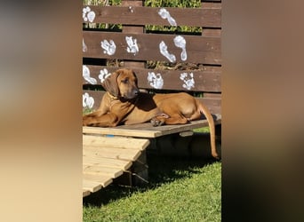 RR-Welpen mit FCI-Papieren