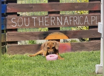 RR-Welpen mit FCI-Papieren